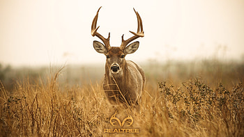 Similiar Deer Hunting Backgrounds Fall Keywords HD wallpaper