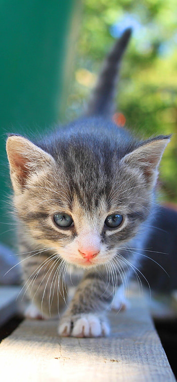Cat , XS Max, I like cats much HD phone wallpaper