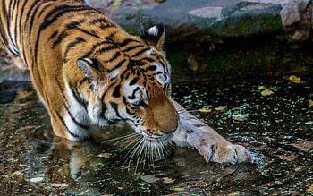 Animals, Water, Predator, Tiger, Paw HD wallpaper
