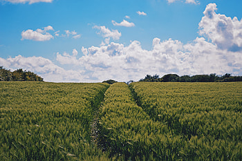 Plants, Nature, Sky, Summer, Field HD wallpaper