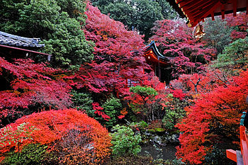 Nature, Autumn, Japan, Temple, Kyoto HD wallpaper