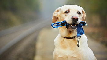 Labrador for laptop, Perfect fit for laptops, Stunning Labrador ry, Enhance your HD wallpaper