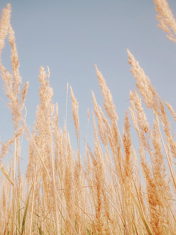Plants, Nature, Grass, Brown, Dry, Cane, Reed HD phone wallpaper