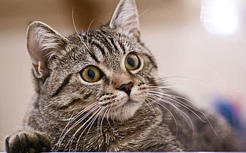 Animals, Cat, Sight, Opinion, Reverie, Pensiveness HD wallpaper
