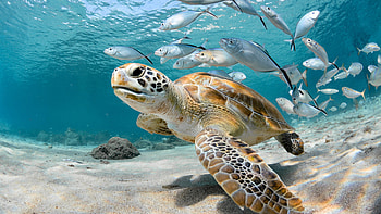 Fascinating ocean creatures, 2022 discoveries, Amazing marine life, Underwater wonders HD wallpaper