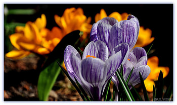 springtime, flowers, krokus, spring HD wallpaper