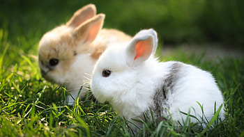 Cute Bunnies HD wallpaper