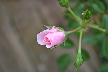 Tiny but beautiful, rose, pink, graphy, pretty, bud, flower, nature, tiny HD wallpaper