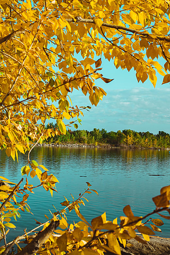 Nature, Trees, Autumn, Lake, Branches HD phone wallpaper