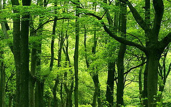 Green Forest, , Green scenery HD wallpaper