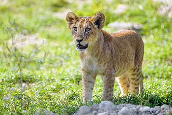 Animals, Young, Lion, Predator, Sight, Opinion, Joey, Lion Cub HD wallpaper