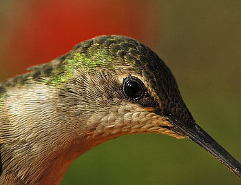 face bird, animal, face, eye, bird HD wallpaper