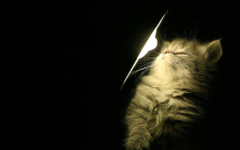 Animals, Shine, Light, Fluffy, Kitty, Kitten, Lamp HD wallpaper
