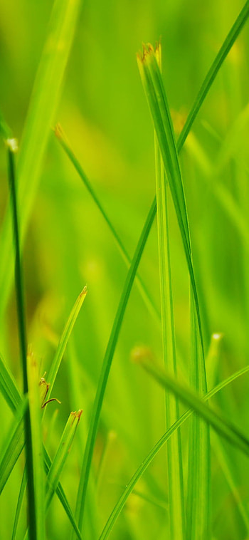 iPad, , Summer's charm, beauty, Nature's delight HD phone wallpaper