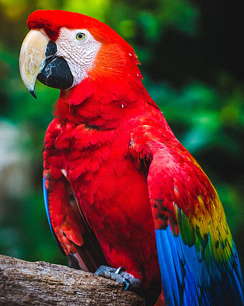 Animals, Parrots, Bird, Beak, Color, Macaw HD phone wallpaper