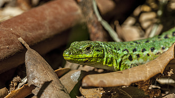 Green lizard, Reptile species, Leafy environment, Close-up perspective HD wallpaper