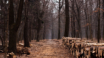 Nature, Autumn, Road, Forest, Foliage HD wallpaper