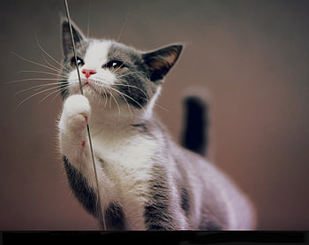 Love in the eye, black, ponder, cute, cat, beaut HD wallpaper