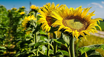 Flowers, Sunflowers, Summer, Close-Up, Field, Sharpness HD wallpaper