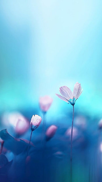 Flowers, summer HD phone wallpaper
