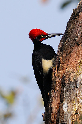 Tristram's, Woodpecker HD phone wallpaper
