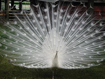 White Peacock, white, beautiful, peacock, bird HD wallpaper