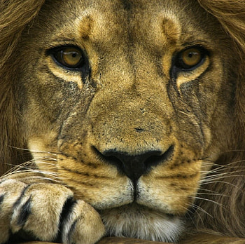 I. C. U., whiskers, eyes, cat, feline, lion, paw HD wallpaper