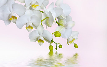 White orchids, , Nature's grace, Floral purity HD wallpaper