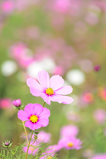 Bright pink cosmos flowers blooming in a lush setting, showcasing nature's delicate beauty. HD phone wallpaper