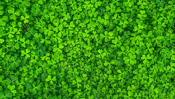 Ultra , Multiscreen display, Mobile and tablet compatible, Irish-themed background HD wallpaper