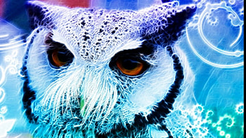 An Evening Of Swirl Version, owls, fractal, fantasy, animals HD wallpaper