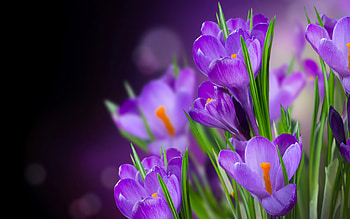 Crocuses, black, orange, flower, purple, crocus, spring HD wallpaper