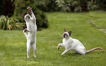 Animals, Cats, Grass, Grey, Game HD wallpaper