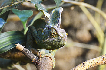 Animals, Lizard, Reptile, Chameleon HD wallpaper