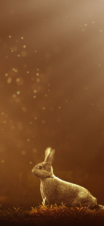 Top-notch rabbit , Best bunny backdrop, Fur and whiskers, wonder HD phone wallpaper
