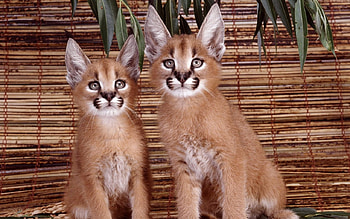 Caracals, animal, caracal, wildlife, couple, cat, wild HD wallpaper