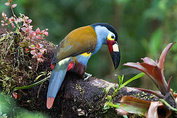 Plate Billed Mountain Toucan, toucan, plate, mountain, billed HD wallpaper