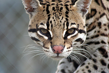 Ocelot, Tiger rescue, Trapping, Carolina wilderness HD wallpaper