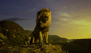 The Lion King, , Spectacular scenes, Lion family HD wallpaper