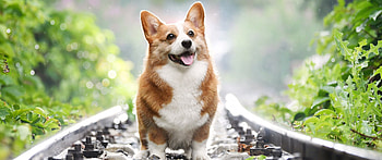 Corgi, Ultra background HD wallpaper