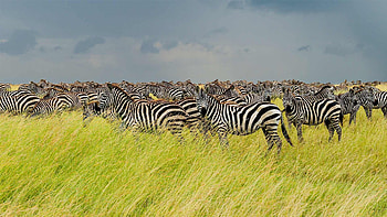 Zebras, Bing Gallery, Tanzania, Wildlife HD wallpaper