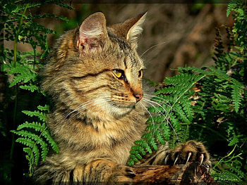 Big Tail, tail, big HD wallpaper