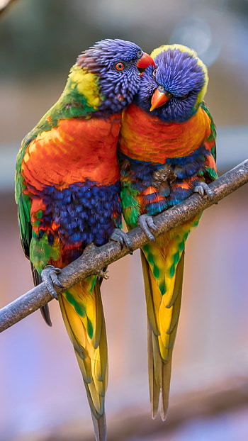 Parrot animals, Colorful pair, Samsung Galaxy S4, Sony Xperia Z HD phone wallpaper
