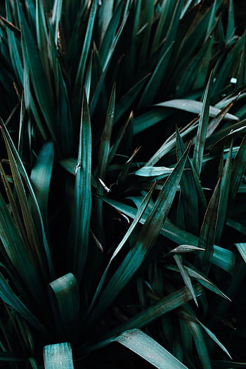 Close-up shot of dark green spiky leaves providing a deep, earthy feel. Perfect for backgrounds. HD phone wallpaper