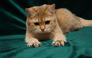 Animals, Cats HD wallpaper