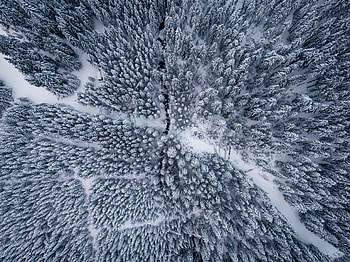 Winter, Nature, Trees, Snow, View From Above, Forest HD wallpaper