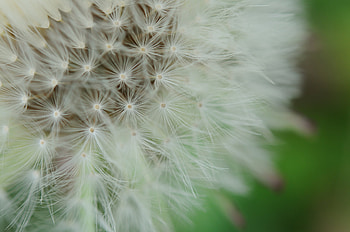 Macro, Dandelion, Fuzz, Fluff HD wallpaper