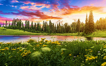 Tipsoo Lake Of Mt. Rainier, wildflowers, washington, clouds, meadow, sky, water, sunset HD wallpaper