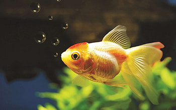 Goldfish, Aquatic pets, Underwater beauty, Colorful scales HD wallpaper