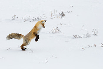 Funny, Animals, Snow, Fox, Predator HD wallpaper